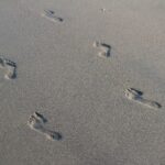 activites terrestres