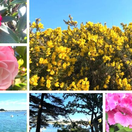 La nature en Bretagne à beg Meil